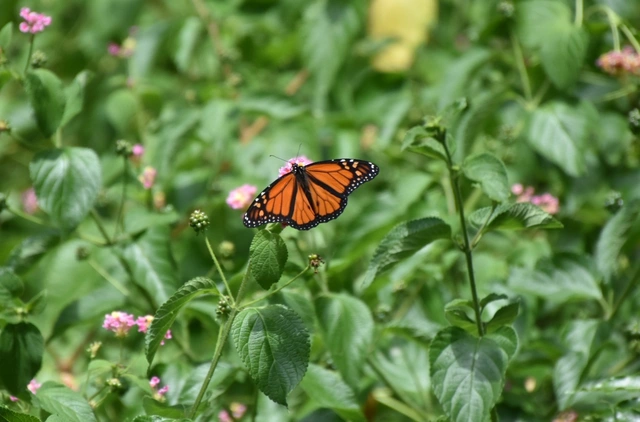 Danaus plexippus - pompás királylepke
