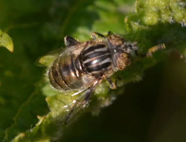 Eristalinus
