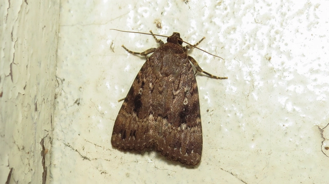 Amphipyra berbera/pyramidea