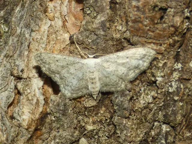 Idaea seriata - szürke apróaraszoló
