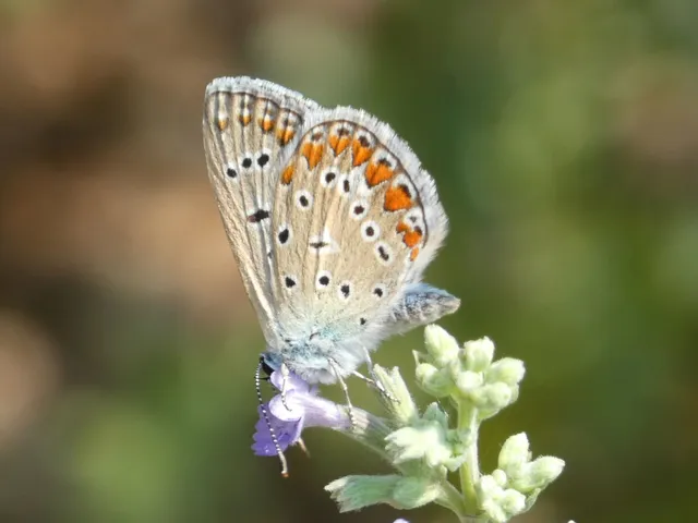 Polyommatus icarus - közönséges boglárka