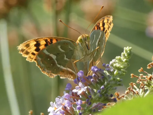 Argynnis pandora - zöldes gyöngyházlepke
