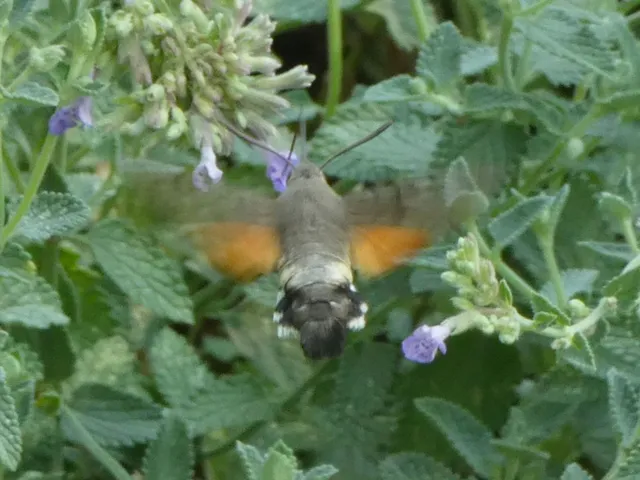 Macroglossum stellatarum - kacsafarkú szender