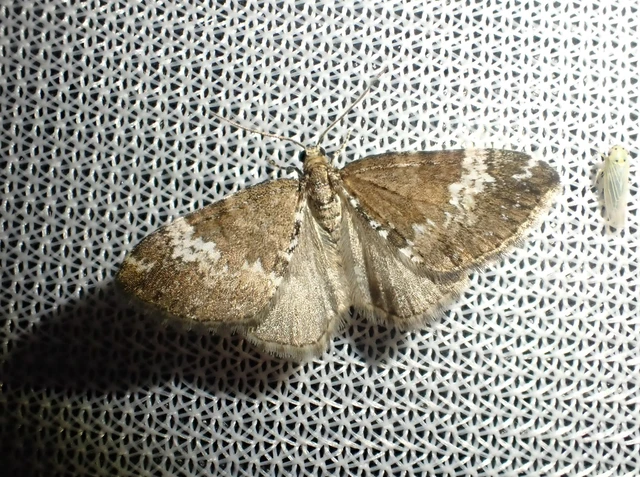 Perizoma alchemillata - árvacsalán-araszoló