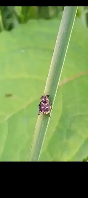 Valgus hemipterus - suta virágbogár