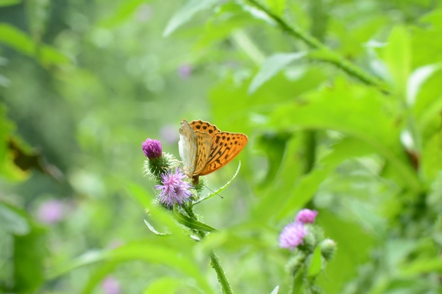 Argynnis paphia - nagy gyöngyházlepke