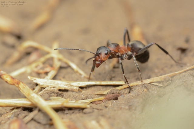 Formica pratensis - réti vöröshangya