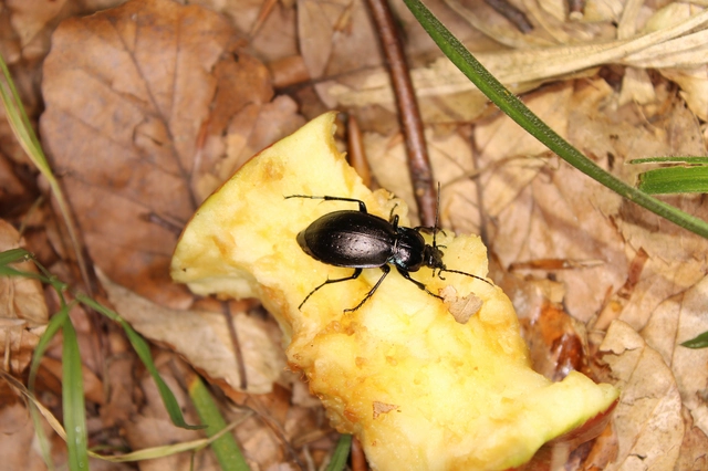Carabus nemoralis - ligeti futrinka