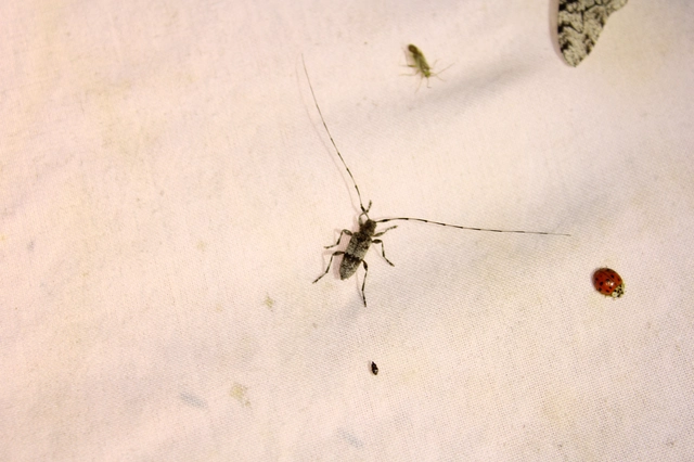 Acanthocinus griseus - szürke daliáscincér