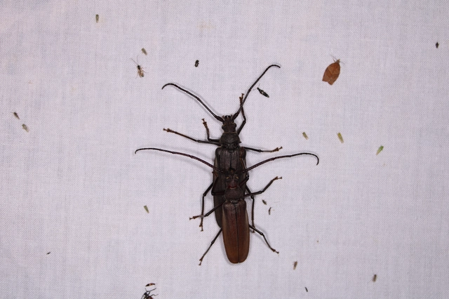 Aegosoma scabricorne - diófacincér