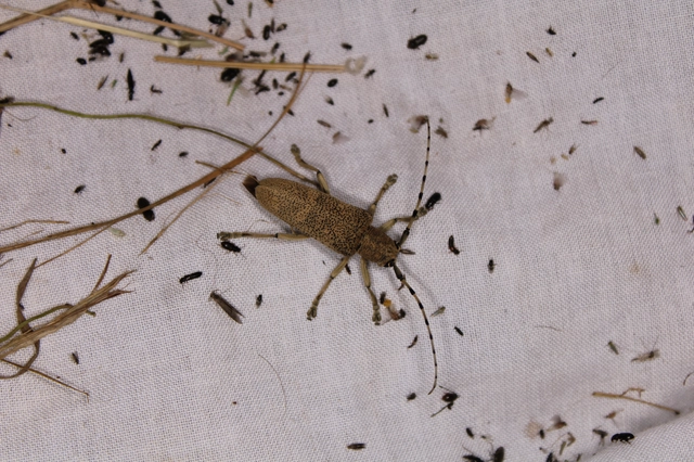 Saperda carcharias - nagy nyárfacincér