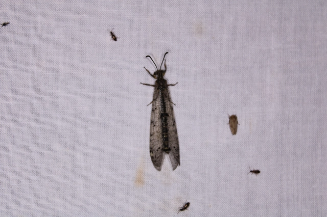 Distoleon tetragrammicus - négyfoltos hangyaleső