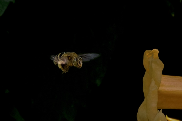 Anthophora
