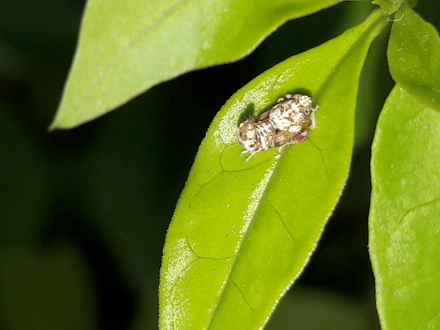 Orientus ishidae