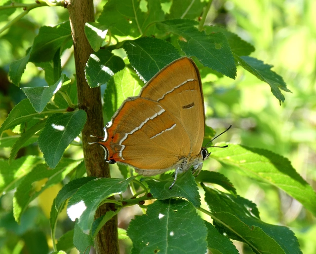 Thecla betulae - nyírfalepke