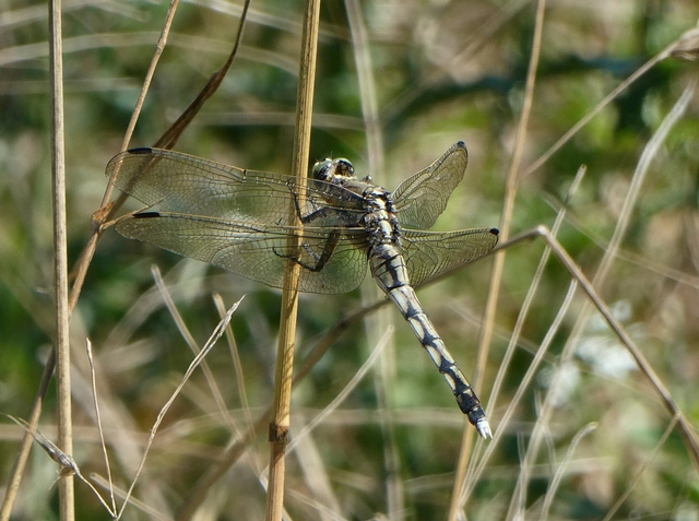 Orthetrum albistylum - fehérfarkú pásztorszitakötő