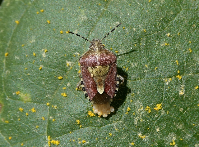 Dolycoris baccarum - közönséges bogyómászó-poloska Dolycoris baccarum - közönséges bogyómászó-poloska