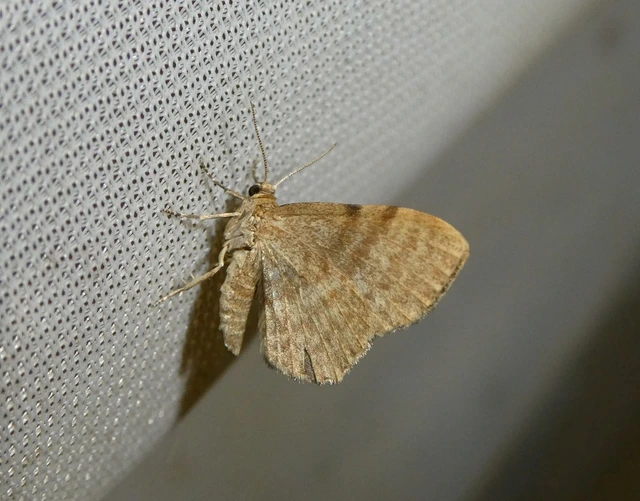 Euchoeca nebulata - barnás égeraraszoló