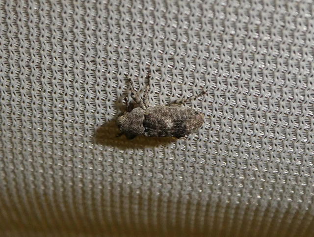 Gasterocercus depressirostris - laposorrú ormányos