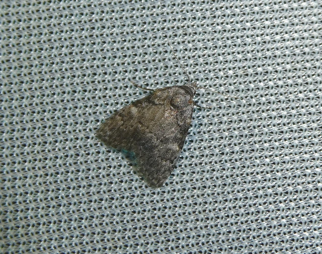 Meganola strigula - hamvas pamacsosszövő