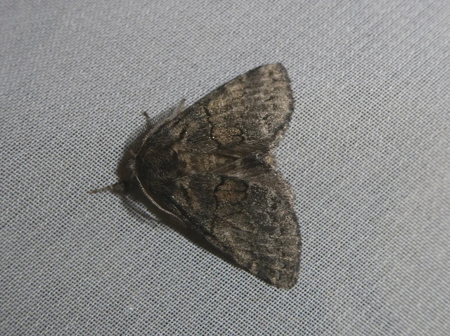 Gluphisia crenata - kormos púposszövő