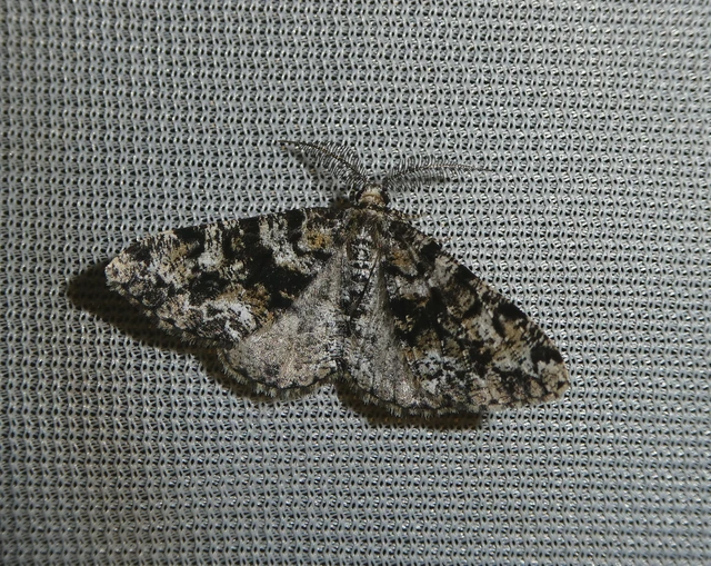 Fagivorina arenaria - bükkfaaraszoló