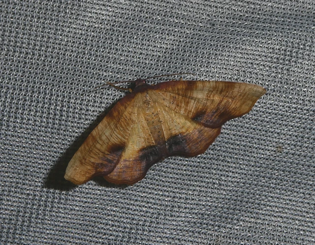 Plagodis dolabraria - baltaszárnyú araszoló