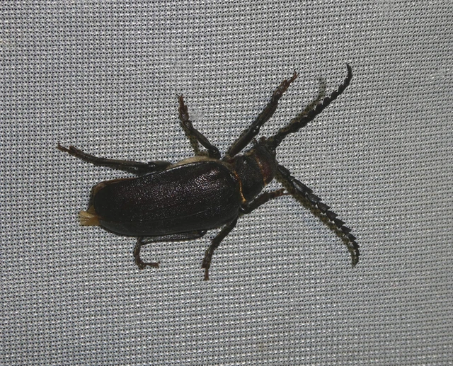 Prionus coriarius - csőszcincér