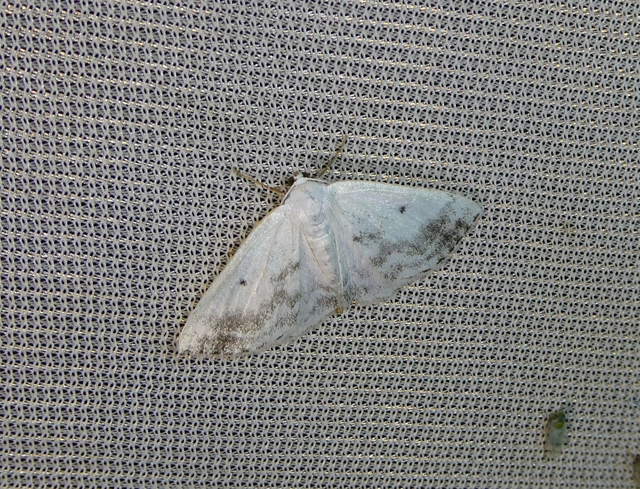 Lomographa temerata - foltos fehéraraszoló