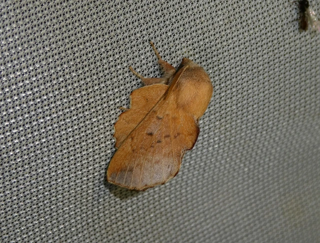Phyllodesma tremulifolia - nyárlevélpohók