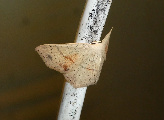 Cyclophora punctaria - sávos pettyesaraszoló