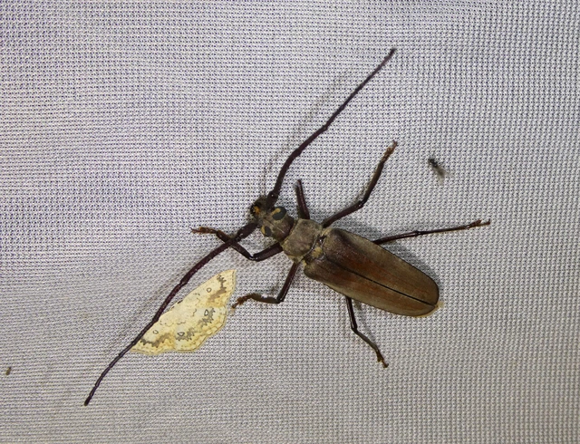 Aegosoma scabricorne - diófacincér