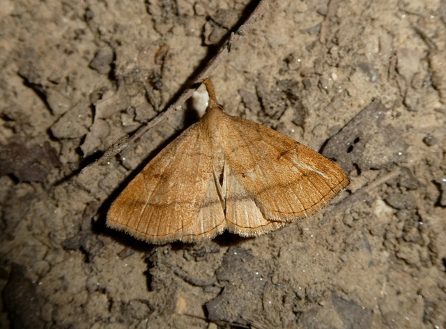 Polypogon gryphalis - láperdei karcsúbagoly