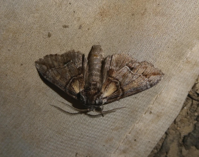 Drymonia velitaris - hegyi púposszövő