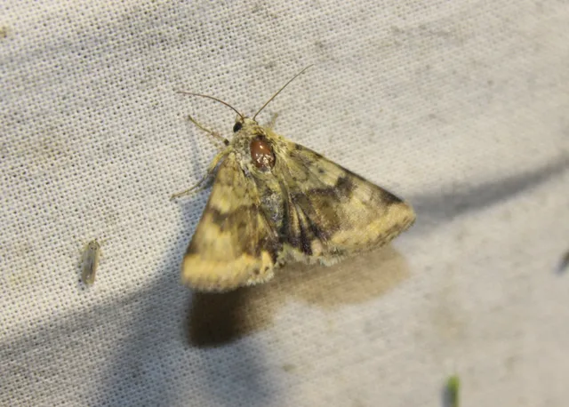 Heliothis viriplaca - mácsonyabagoly