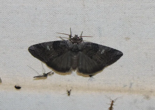 Tethea or - bélyeges pihésszövő