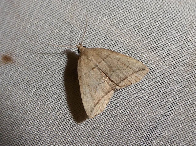 Herminia grisealis - ligeti karcsúbagoly