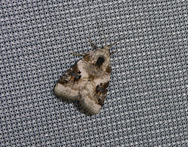 Pseudeustrotia candidula - fehéres apróbagoly