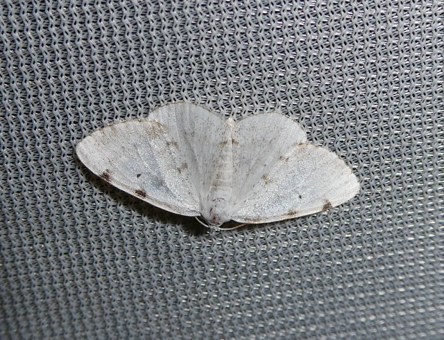 Lomographa bimaculata - kétpontos fehéraraszoló