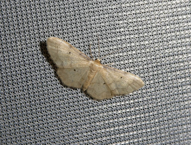 Idaea politaria - vonalas apróaraszoló