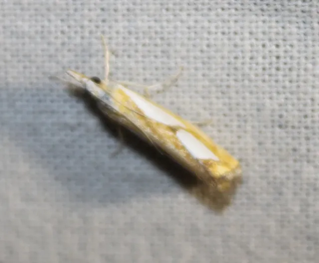 Catoptria