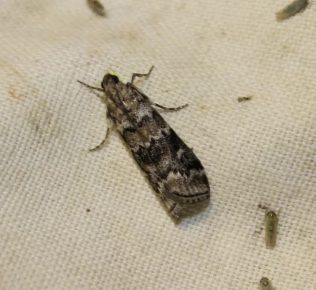 Dioryctria