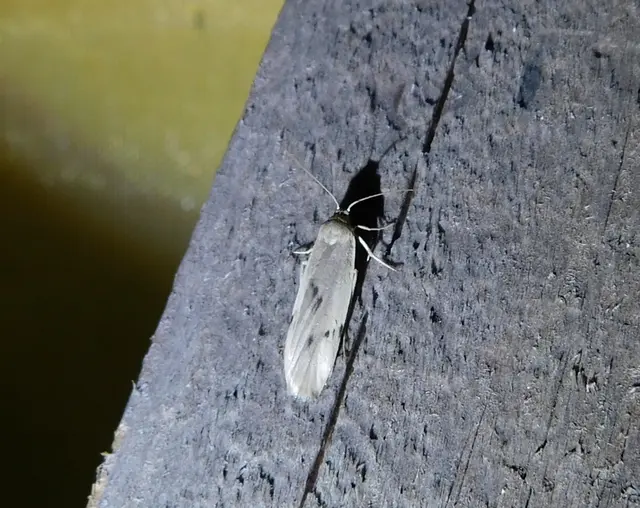 Pelosia muscerda - hamvas zuzmószövő