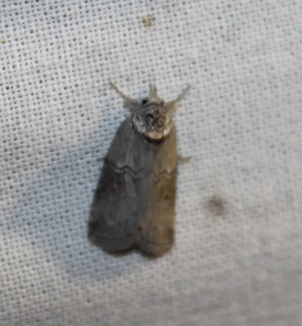 Nycteola asiatica - nyárfa-trapézbagoly