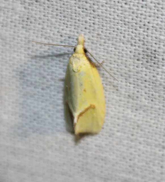 Agapeta hamana - közönséges sárgamoly