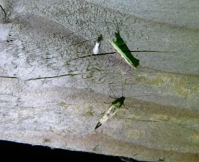 Scythris limbella - parajfonó zöldmoly