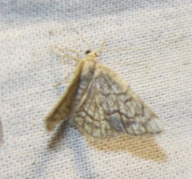 Stegania dilectaria - fehérnyár-araszoló