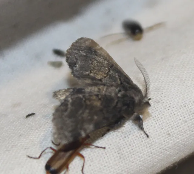 Gluphisia crenata - kormos púposszövő
