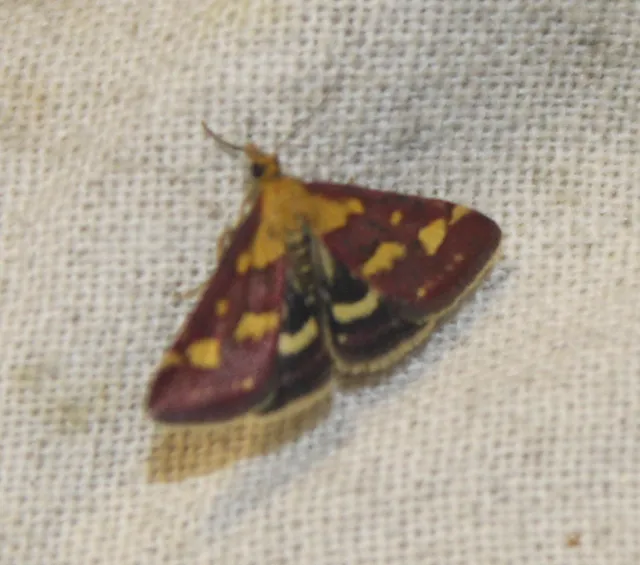 Pyrausta purpuralis - közönséges bíbormoly