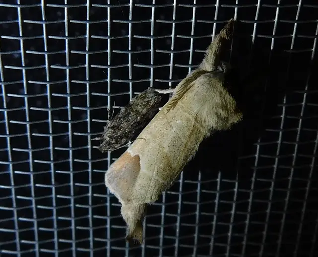 rövidszárnyú levélszövő - Clostera curtula